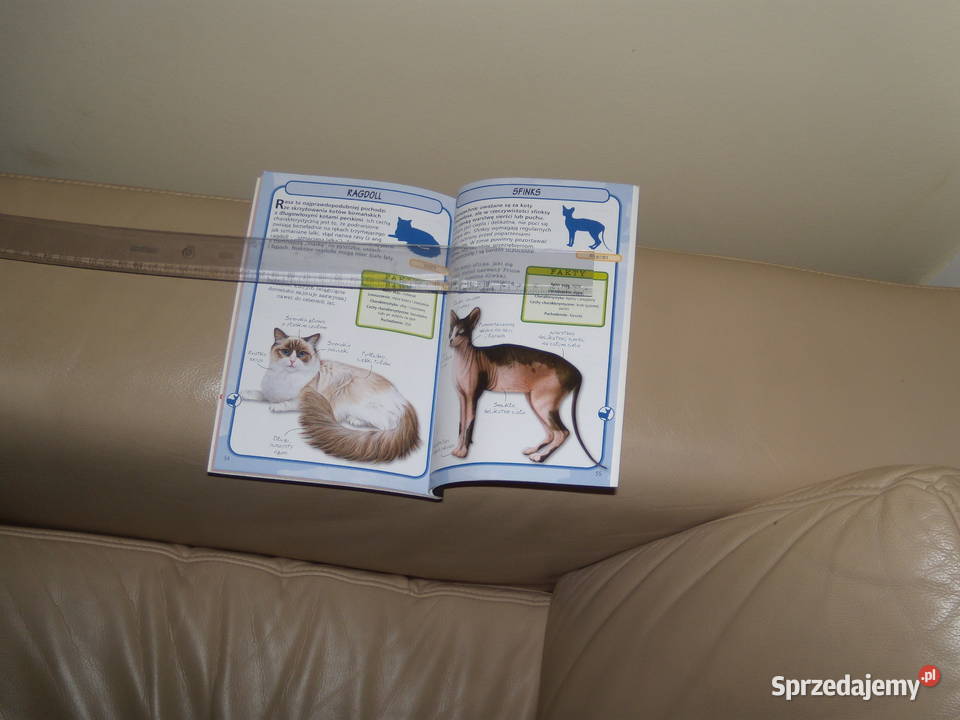 Koty rozpoznać 50 ras Warszawa