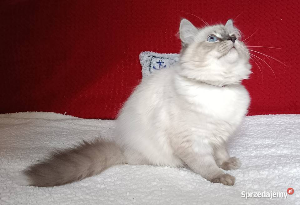 Koty Syberyjskie Neva Masquerade TANGO Kwilcz