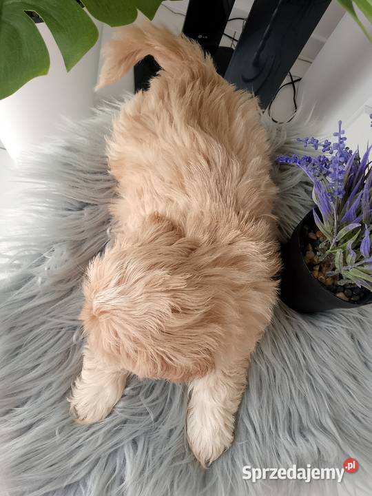 OSTATNI już do odbioru unikatowy piesek rasy Shih Tzu Kępno