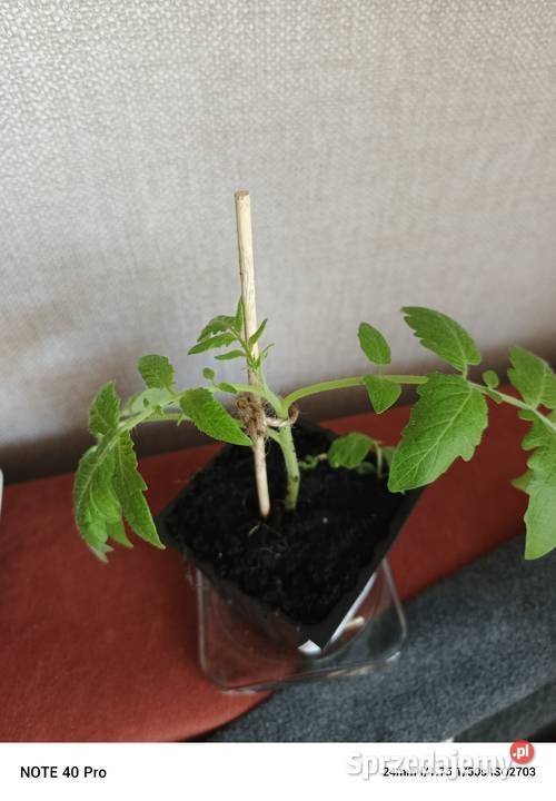 Sadzonka pomidora karłowatego Kmicic Owocowe sprzedam