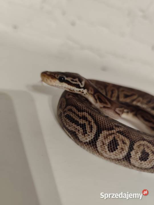 Samiczka pyton królewski Gady i płazy Pruszków
