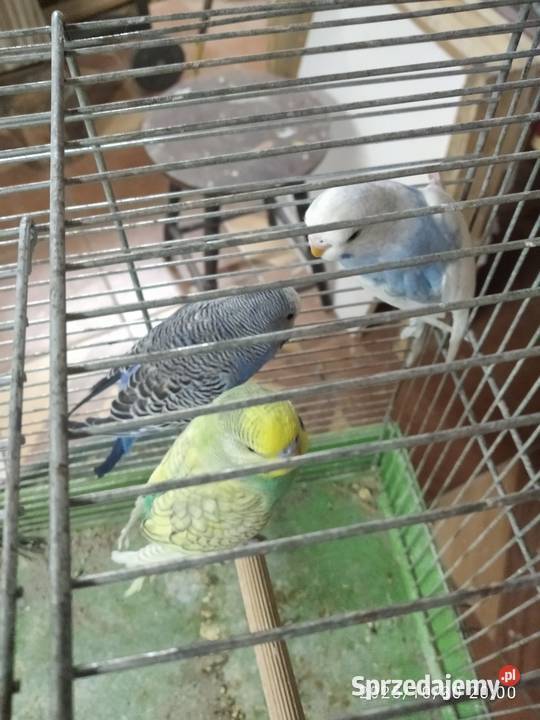 Papugi faliste akeksandretty Rybnik sprzedam