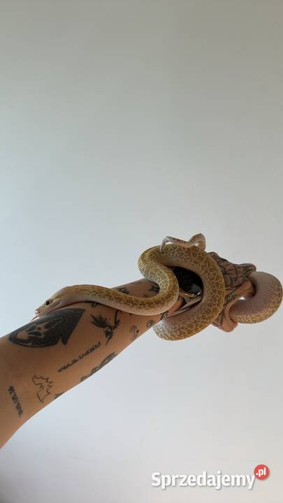 Pyton Birmański samica cb2024 Hypo granite Międzyrzec Podlaski