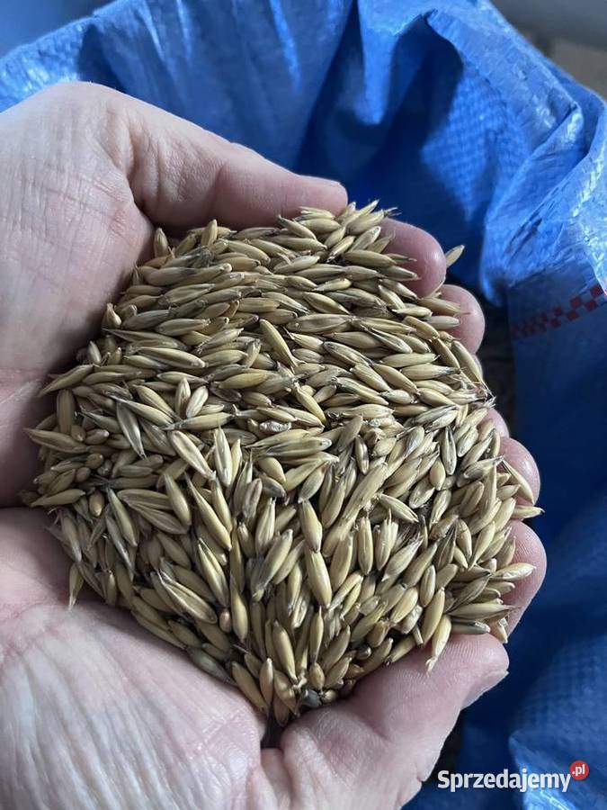 ZBOŻA WORKOWANE sprzedaż detaliczna Zboża