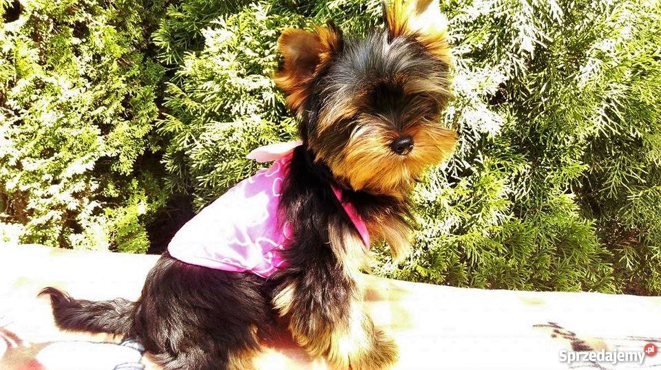 Yorkshire Terrier pochodzenie FCI wystawowe Wyszków