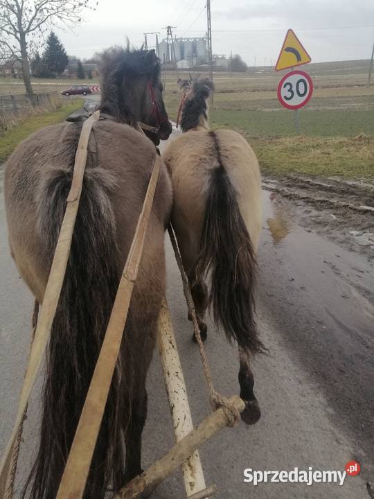 Konik Polski kuc kucyk Grabowiec