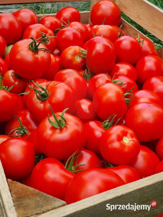 POMIDOR DELFINE rozsada sadzonka Pozostałe sprzedam
