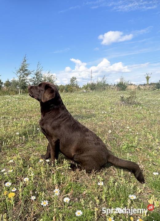 Labrador czekoladowy szczenię Bogumiłowice sprzedam
