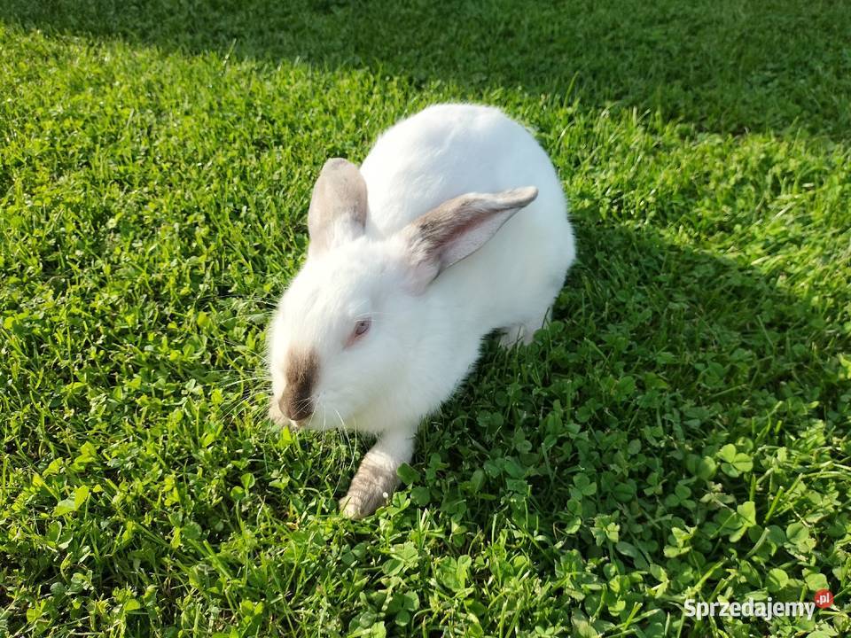 Królik Kalifornijski Samiczka Wielopole Skrzyńskie