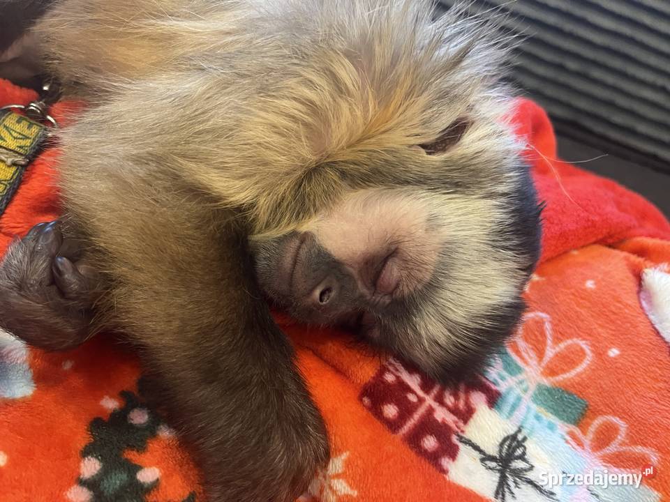 Małpa kapucynka czubata samica Krosno Odrzańskie sprzedam