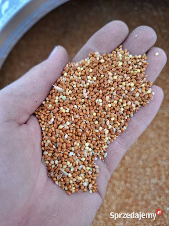 Proso czerwone Połaniec