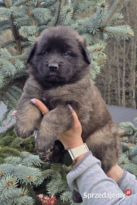 Leonberger suczki Championach FCI Andrychów