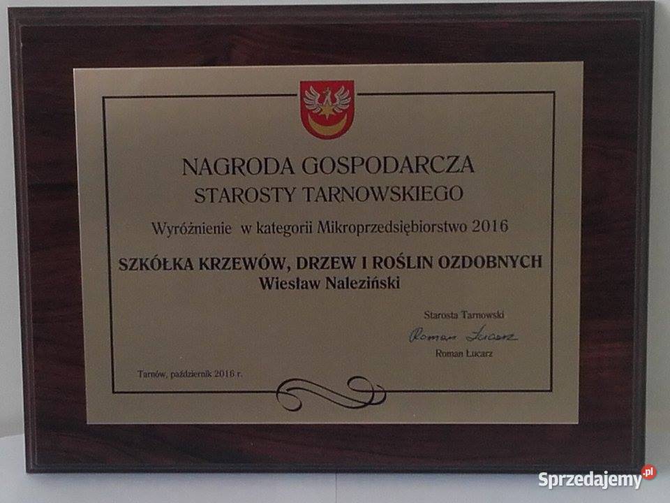 Tuje kuliste berberysy jalowce plozace