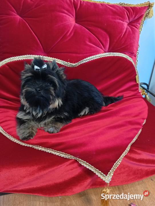Maleńki samczyk Boss Yorkshire terrier nie Orzesze
