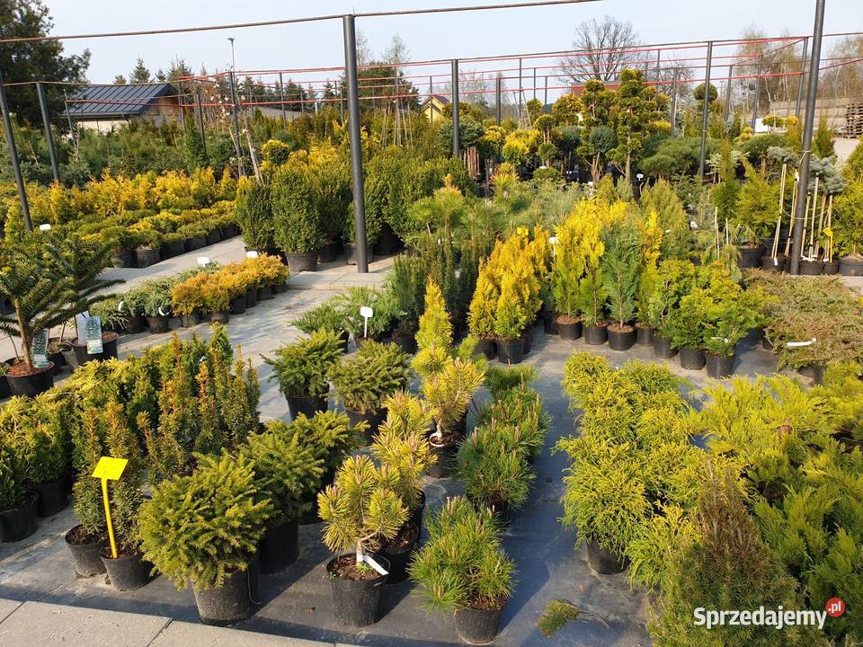 Świerk Glauca Globosa na pniu szczepiony srebrny Pabianice