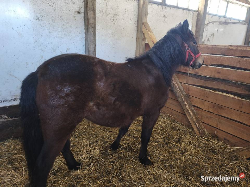 Źróbka huculska Konie Bokinka Pańska