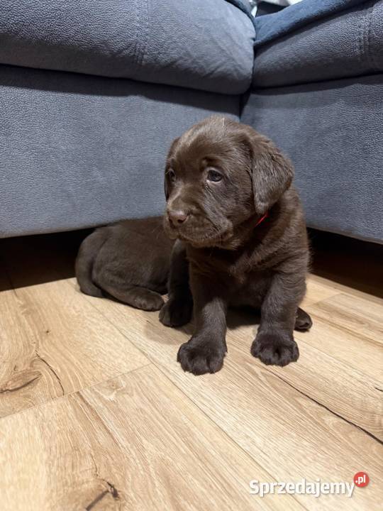 Pieski i suczki Labradora Retriever czarnego małopolskie Tarnów sprzedam