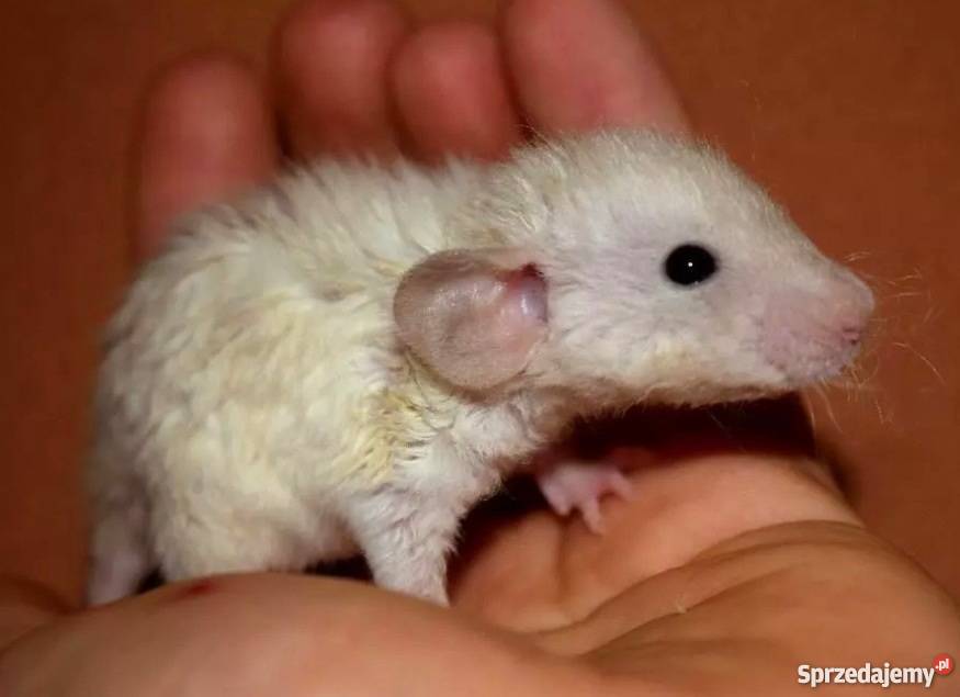 Szczury szczurki szczur dumbo dumbo rex Wrocław