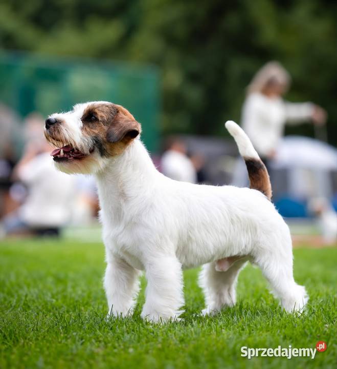 Szczenięta Jack Russell Terrier rodowód linia Magdalenka