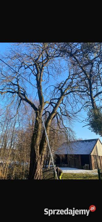 Wycinka drzew Przycinanie Zwyżka 20m Rębak Tarnów