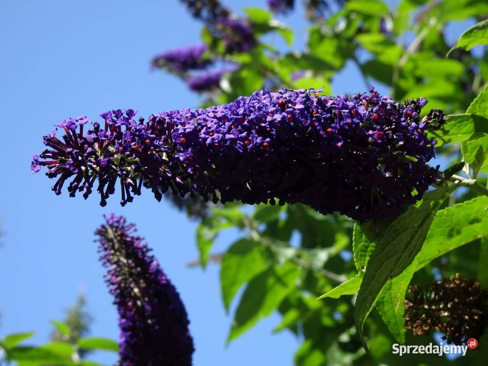 Krzew ogrodowy Budleja Davida motyli krzew Nowy Sącz