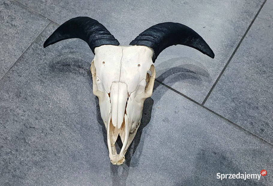 Muflon pełna czaszka OKAZJA małopolskie
