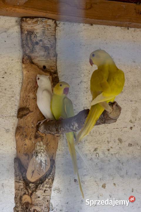 Sprzedam Papugi Koszyce Wielkie