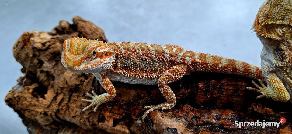 Agama brodata samiczka Wołomin
