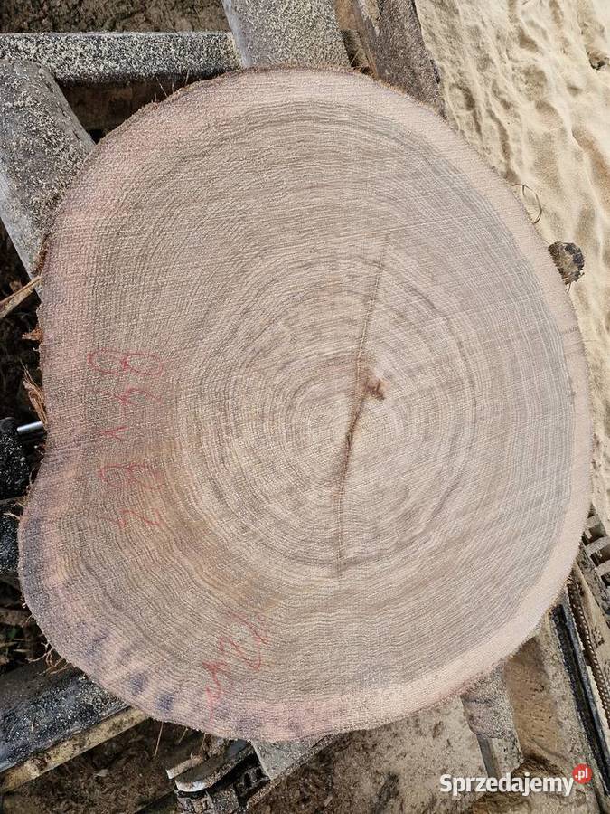 Plastry dębowe pakiet 56 sztuk Zieleniec sprzedam