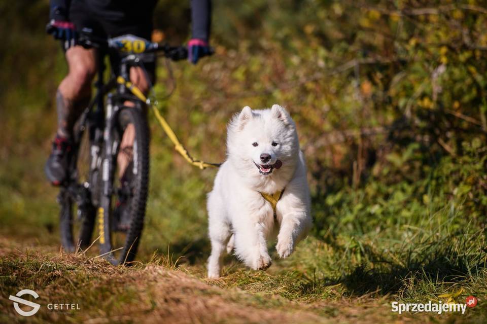 Samoyed rezerwacja szczeniąt ZKwP FCI Zmiana Pozostałe Psy dolnośląskie Cieszków