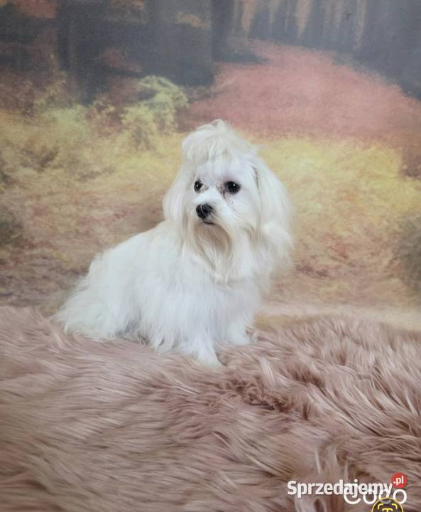 Suczka Maltańczyk z rodowodem FCI Chełm