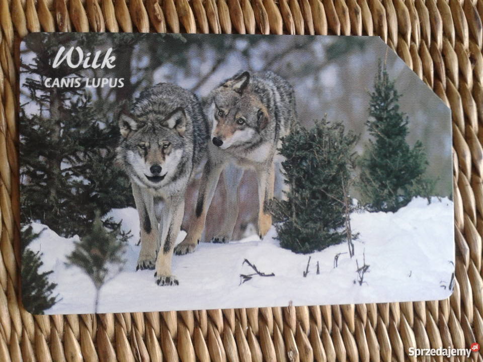 WILK KRAJOWY DRAPIEŻNIK Piszczac
