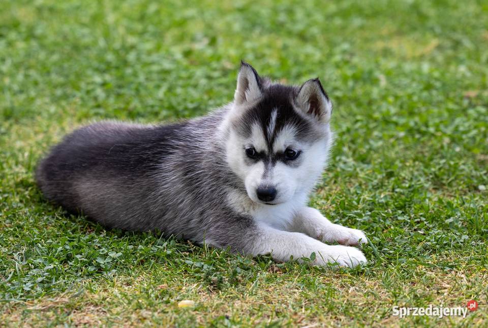 Piękna Sunia jasnoszara Siberian Husky szczenię
