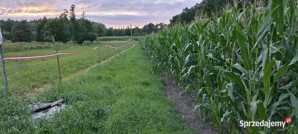 Kukurydza na kiszonkę kwalifikat mazowieckie Bierzewice