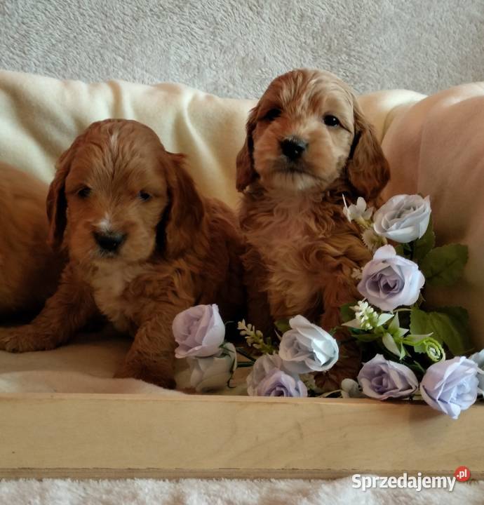 Cockapoo F1 pieski Spaniel Pudel Toruń