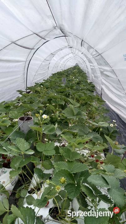 Sprzedam daszki pod uprawę truskawek Pozostałe śląskie Waleńczów sprzedam