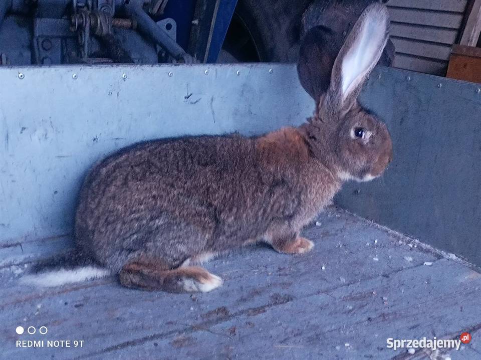 Samczyk Belg Kuczbork-Wieś