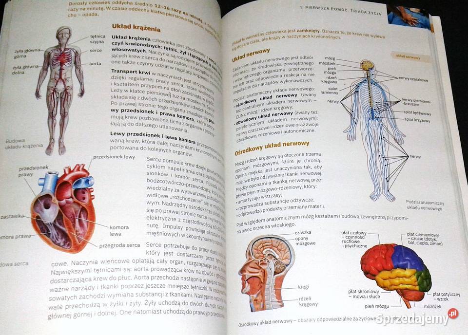 Edukacja bezpieczeństwa Zakres podstawowy B Chełm