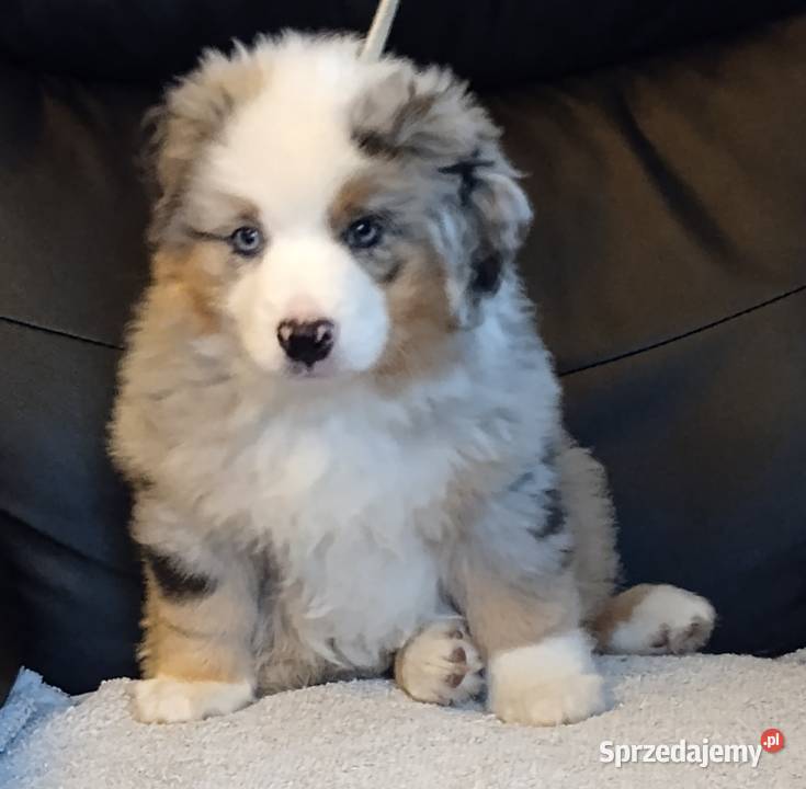 Miniaturowy owczarek amerykański Owczarek śląskie Sosnowiec