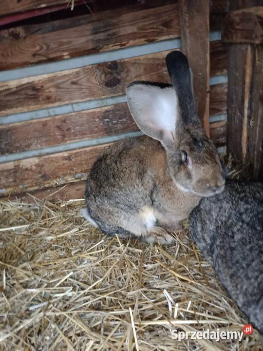 Sprzedam króliki Machnatka