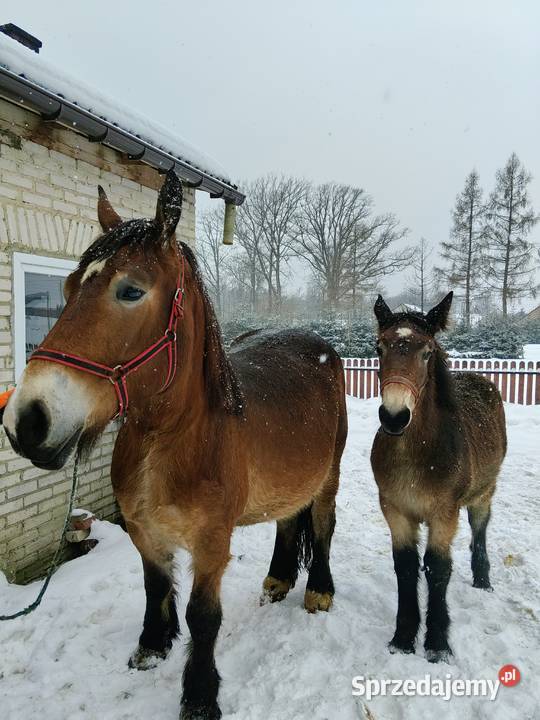 Zrębice klacz koń Majdan Sieniawski sprzedam