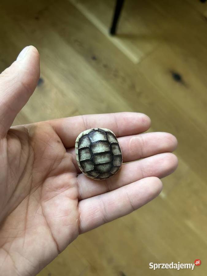 Żółw obrzeżony testudo marginata żółw lądowy
