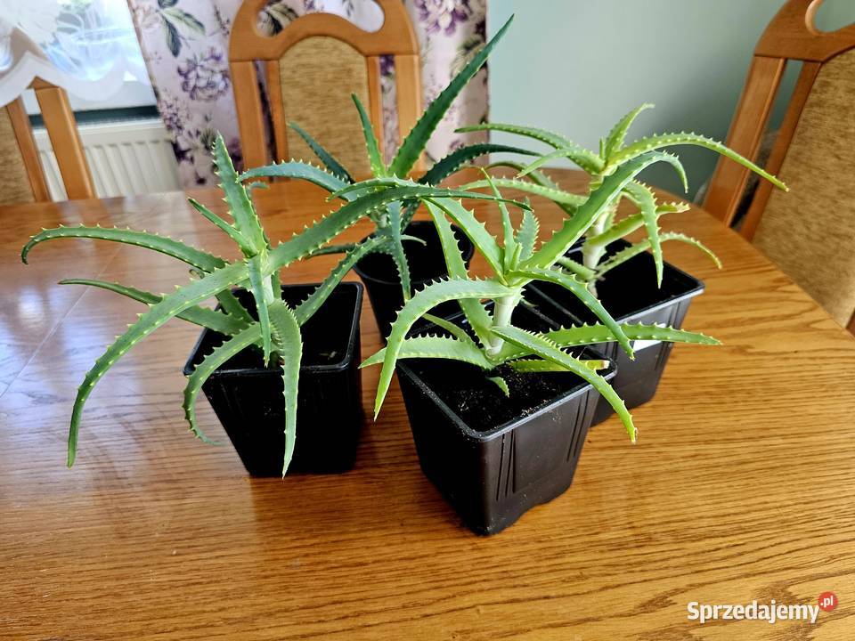 Aloes leczniczy Puławy