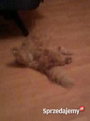 KOT PERSKI kremowy Koty sprzedam