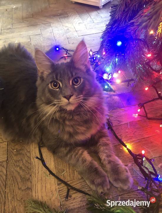 Kocurek Maine coin Warszawa zaraz fife sprzedam