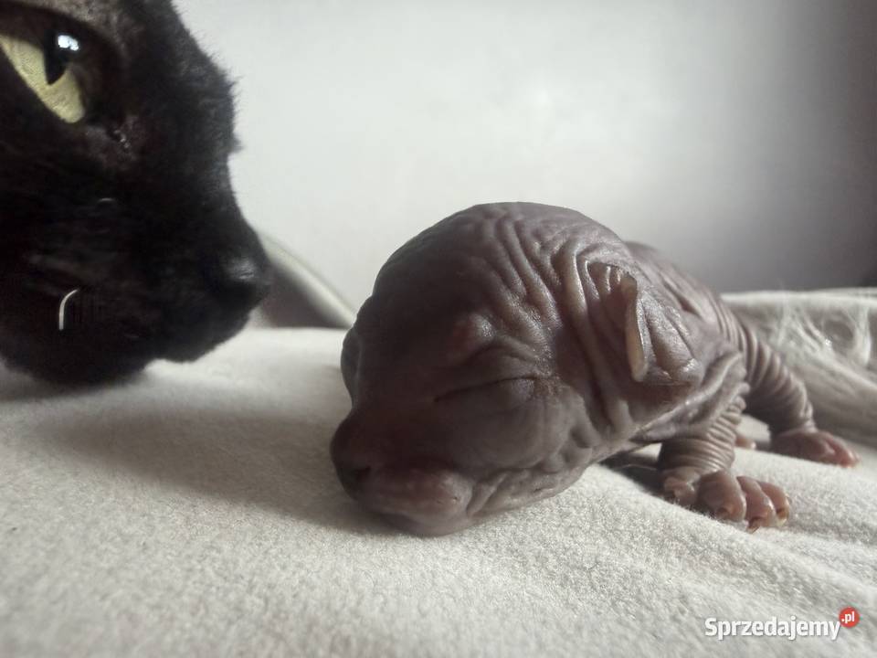 Kotki do rezerwacji odbiór Wielkanoc Łódź sprzedam