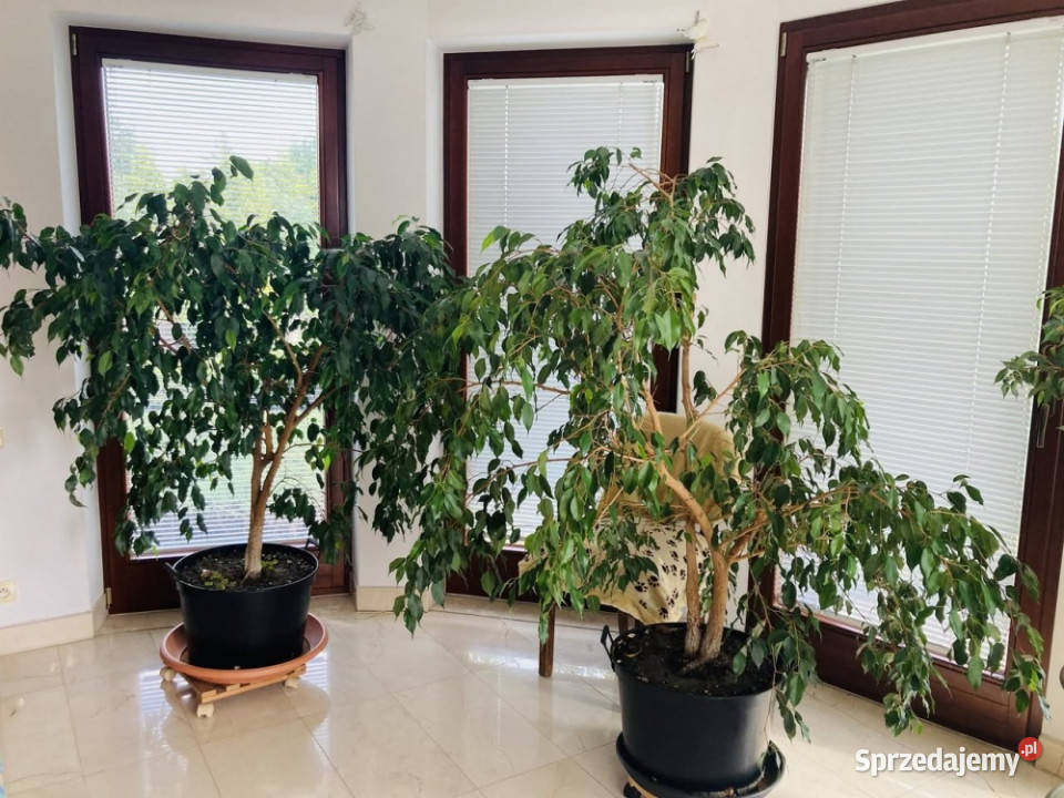 Sprzedam 300metrowy dom w Budzyniu kKryspinowa Budzyń