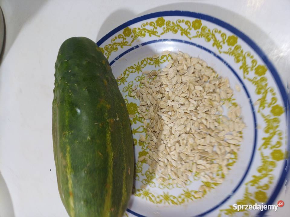 Ogórek Kiwanodyniapapryczka nasiona Rosyjskie Nasiona, ziarna, pestki małopolskie