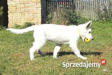 owczarki szwajcarskie sprzedam