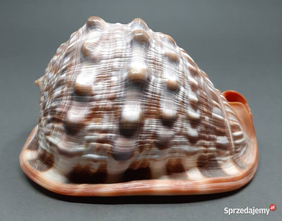 Muszla Byczy pysk Pozostałe lubelskie Lublin